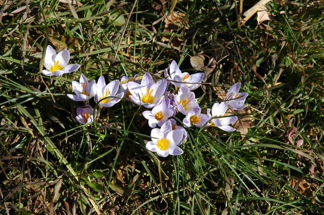 Crocus biflorus / Zafferano selvatico